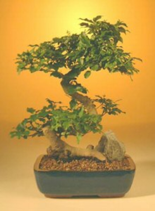 Flowering Ligustrum Bonsai Tree - Large Curved Trunk Style (ligustrum