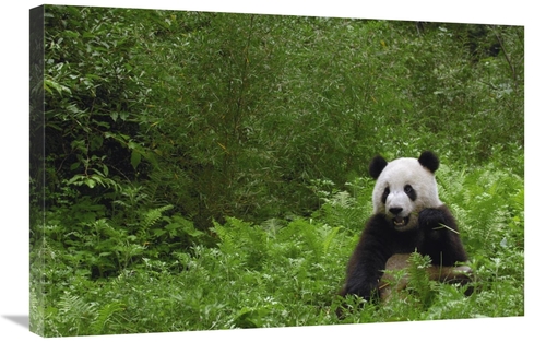 Global Gallery GCS-453071-2030-142 20 x 30 in. Giant Panda Near Bamboo