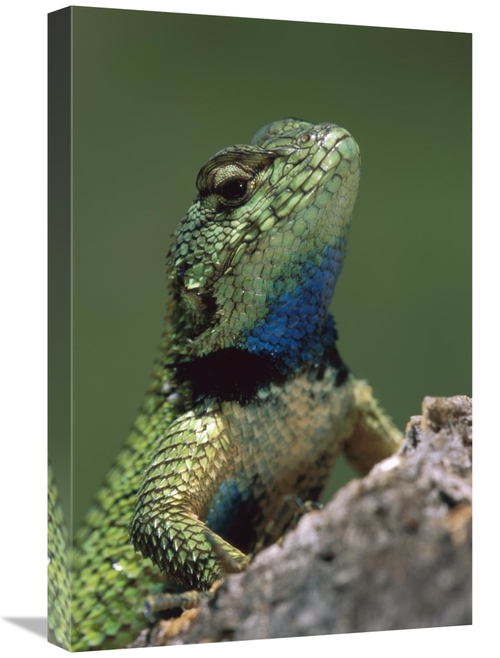 Global Gallery GCS-397637-1624-142 16 x 24 in. Green Spiny Lizard Male