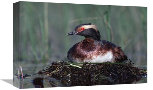 Global Gallery GCS-396730-1218-142 12 x 18 in. Horned Grebe Parent Inc