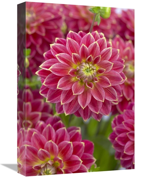 Global Gallery GCS-398354-1218-142 12 x 18 in. Dahlia Optimist Variety