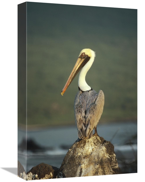 Global Gallery GCS-451206-1218-142 12 x 18 in. Brown Pelican, Urvi