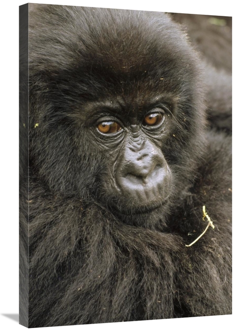 Global Gallery GCS-452787-2030-142 20 x 30 in. Mountain Gorilla Juveni