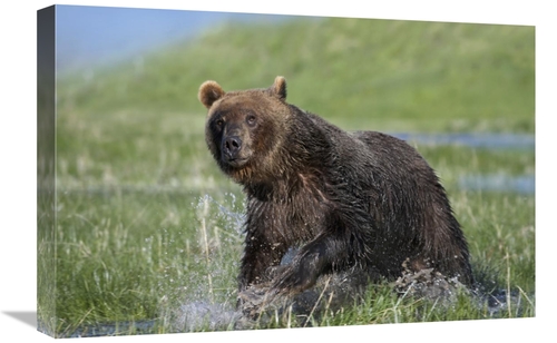 Global Gallery GCS-452258-1624-142 16 x 24 in. Grizzly Bear Running Th