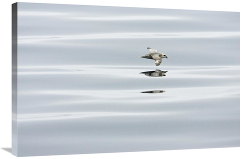 Global Gallery GCS-452715-2436-142 24 x 36 in. Northern Fulmar Flying 