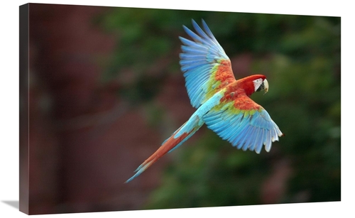 Global Gallery GCS-453223-2030-142 20 x 30 in. Red & Green Macaw Flyin