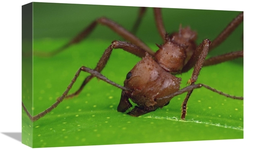 Global Gallery GCS-450767-1218-142 12 x 18 in. Leafcutter Ant Worker C