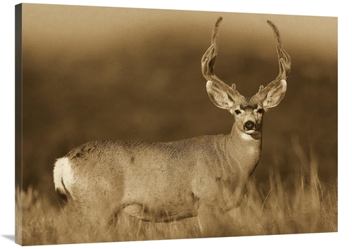 Global Gallery GCS-453687-3040-142 30 x 40 in. Mule Deer Male in Dry G