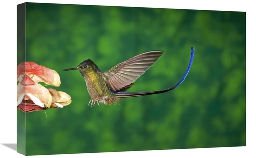 Global Gallery GCS-398307-1624-142 16 x 24 in. Violet-Tailed Sylph Hum