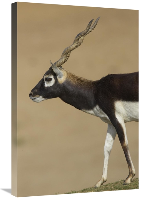 Global Gallery GCS-450864-2030-142 20 x 30 in. Blackbuck Adult, Na