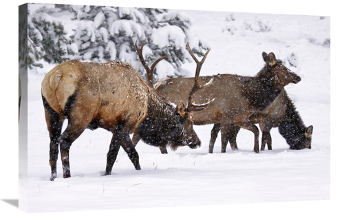 Global Gallery GCS-486472-30-142 30 in. The Long Trek Home Art Print -