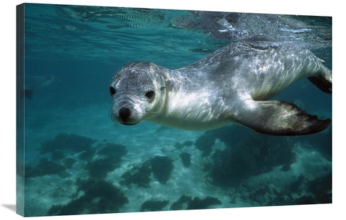 Global Gallery GCS-397718-2436-142 24 x 36 in. Australian Sea Lion Und