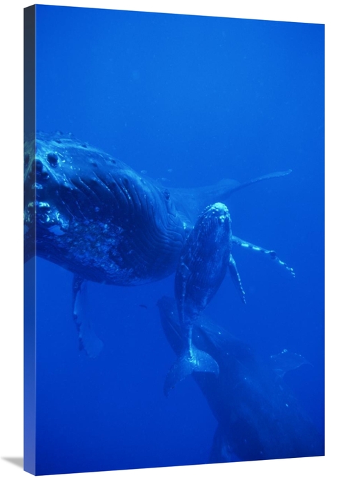 Global Gallery GCS-450935-2436-142 24 x 36 in. Humpback Whale Cow,