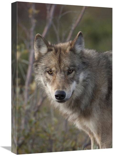 Global Gallery GCS-397989-1624-142 16 x 24 in. Gray Wolf Portrait,