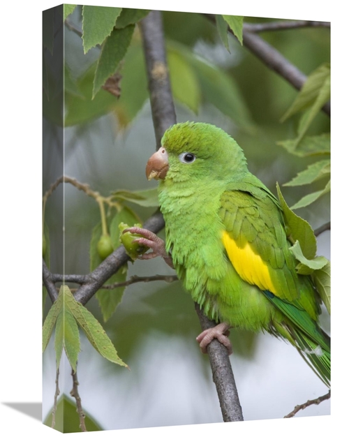 Global Gallery GCS-395809-1218-142 12 x 18 in. Yellow-Chevroned Parake