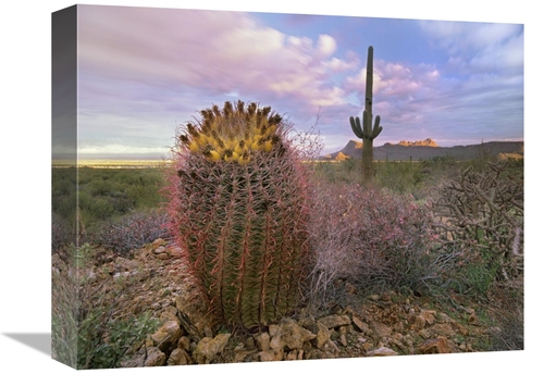 Global Gallery GCS-395949-1216-142 12 x 16 in. Saguaro & Giant Barrel 