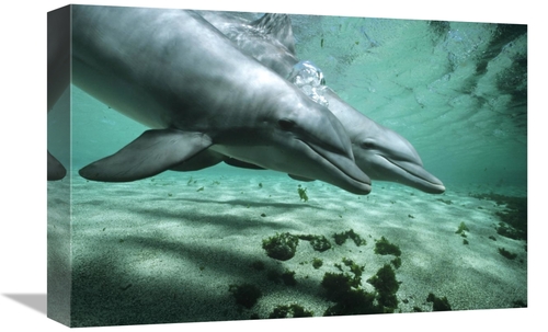 Global Gallery GCS-450629-1218-142 12 x 18 in. Bottlenose Dolphin Pair