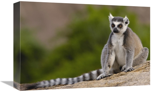 Global Gallery GCS-453249-1218-142 12 x 18 in. Ring-Tailed Lemur in th