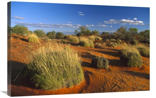 Global Gallery GCS-452564-2436-142 24 x 36 in. Spinifex Grass Growing 