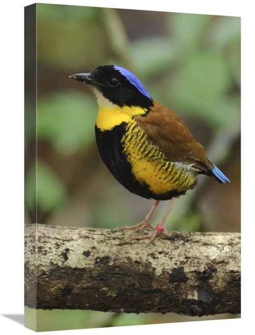 Global Gallery GCS-397537-1624-142 16 x 24 in. Gurneys Pitta Male,