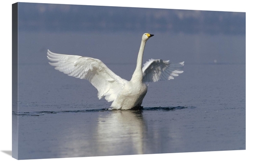 Global Gallery GCS-452288-2436-142 24 x 36 in. Whooper Swan Flapping W
