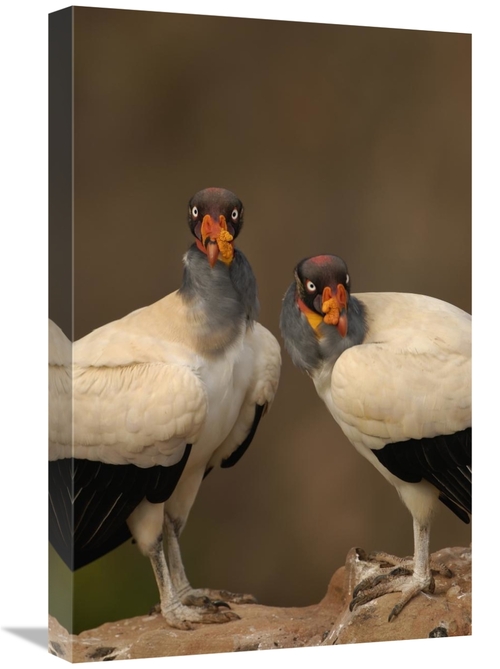 Global Gallery GCS-453154-1624-142 16 x 24 in. King Vulture Pair Perch