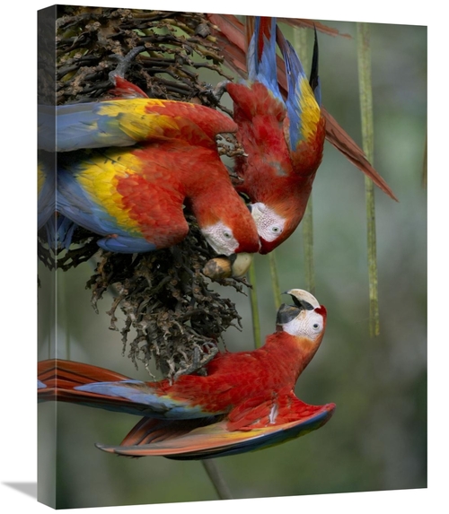 Global Gallery GCS-396403-1824-142 18 x 24 in. Scarlet Macaw Trio Feed
