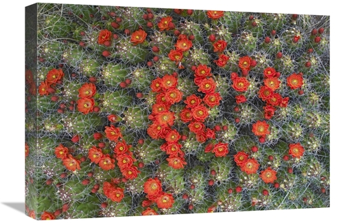 Global Gallery GCS-452103-22-142 22 in. Claret Cup Cactus Detail of Fl