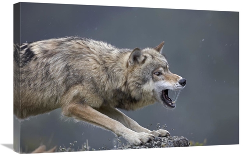 Global Gallery GCS-452262-2030-142 20 x 30 in. Gray Wolf Snarling,