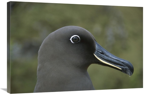 Global Gallery GCS-451801-2436-142 24 x 36 in. Sooty Albatross, Go