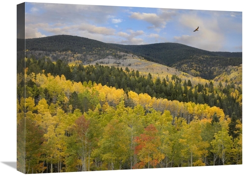 Global Gallery GCS-395950-1824-142 18 x 24 in. Coopers Hawk, Santa