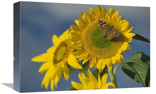 Global Gallery GCS-451950-1218-142 12 x 18 in. American Painted Lady B