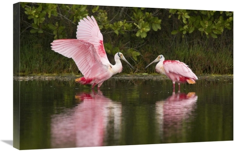 Global Gallery GCS-397425-2030-142 20 x 30 in. Roseate Spoonbill Pair 