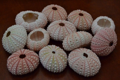 100 Pcs Pink Sea Uchins