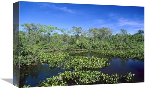 Global Gallery GCS-452527-1218-142 12 x 18 in. Common Water Hyacinth&#