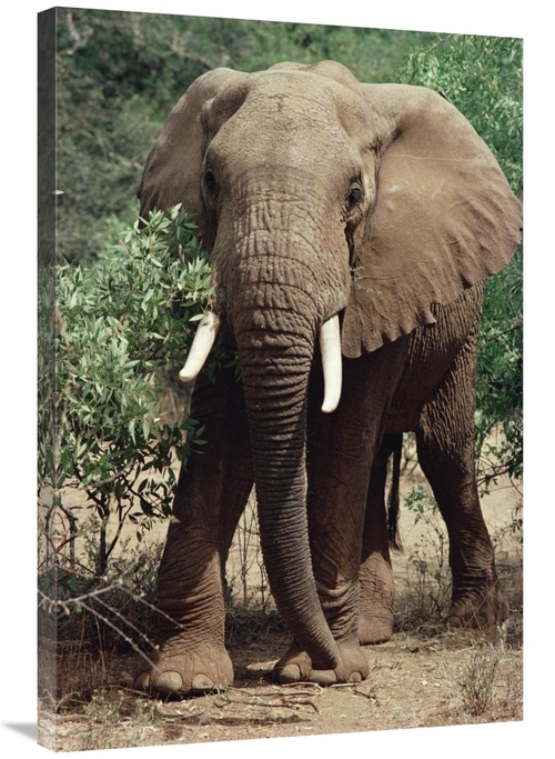 Global Gallery GCS-452752-2436-142 24 x 36 in. African Elephant Eating