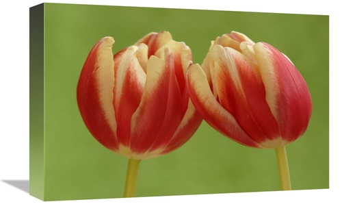 Global Gallery GCS-398006-1218-142 12 x 18 in. Tulip Pair Flowering&#4