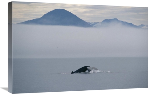 Global Gallery GCS-450991-2030-142 20 x 30 in. Humpback Whale Tail&#44