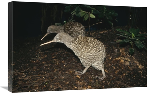 Global Gallery GCS-451067-2030-142 20 x 30 in. Great Spotted Kiwi Bree