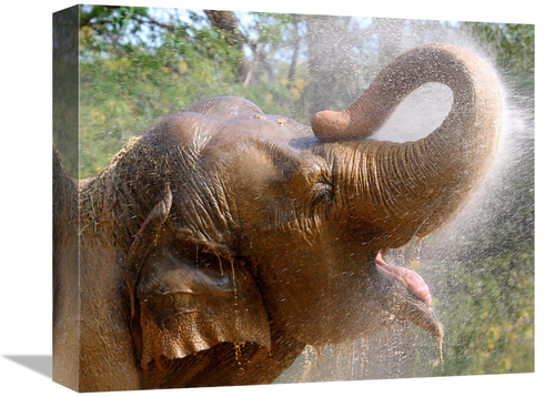 Global Gallery GCS-486534-16-142 16 in. Elephant Bath Art Print - Vic 