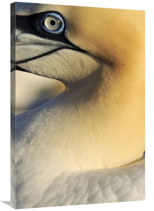 Global Gallery GCS-395691-2436-142 24 x 36 in. Northern Gannet Up Clos