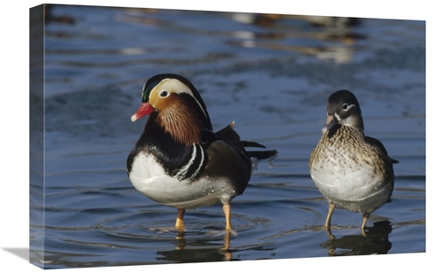 Global Gallery GCS-452283-1624-142 16 x 24 in. Mandarin Duck Male & Fe