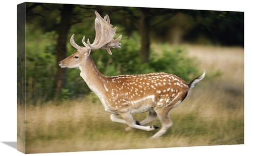 Global Gallery GCS-398316-1624-142 16 x 24 in. Fallow Deerbuck Running