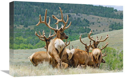 Global Gallery GCS-486471-22-142 22 in. The Elk Herd Art Print - Vic S