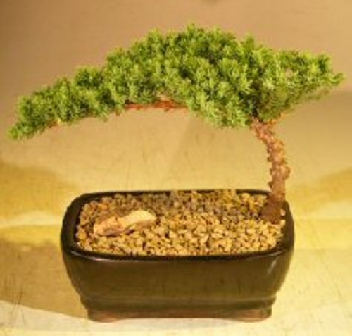 Juniper Bonsai Tree-Small(Juniper Procumbens "nana")