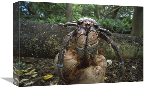 Global Gallery GCS-451675-1218-142 12 x 18 in. Coconut Crab Eating,