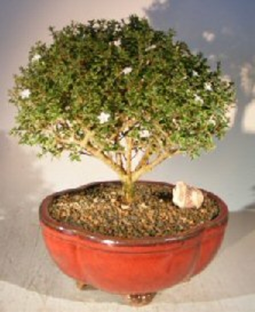 Flowering Mount Fuji Serissa Bonsai Tree - Extra Large (serissa