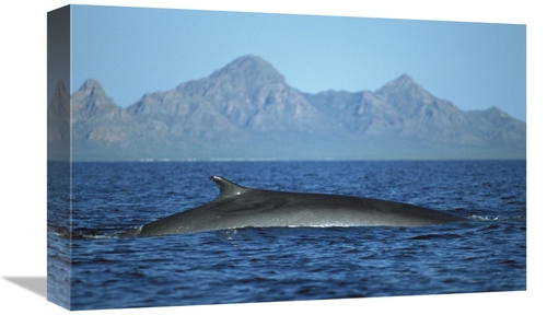 Global Gallery GCS-451691-1218-142 12 x 18 in. Fin Whale At Winter Fee