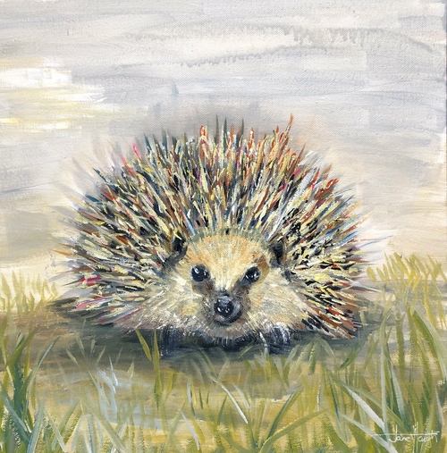 Cute Hedgehog print - painted by Jane Haigh, framed/unframed.  Free