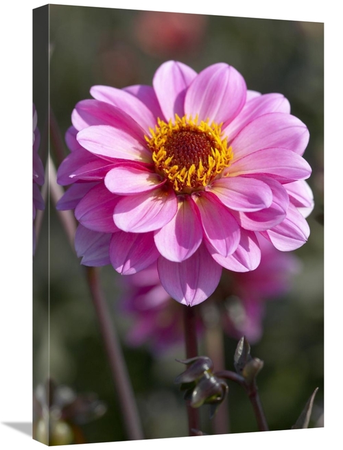 Global Gallery GCS-398378-1624-142 16 x 24 in. Dahlia Classic Rosamund